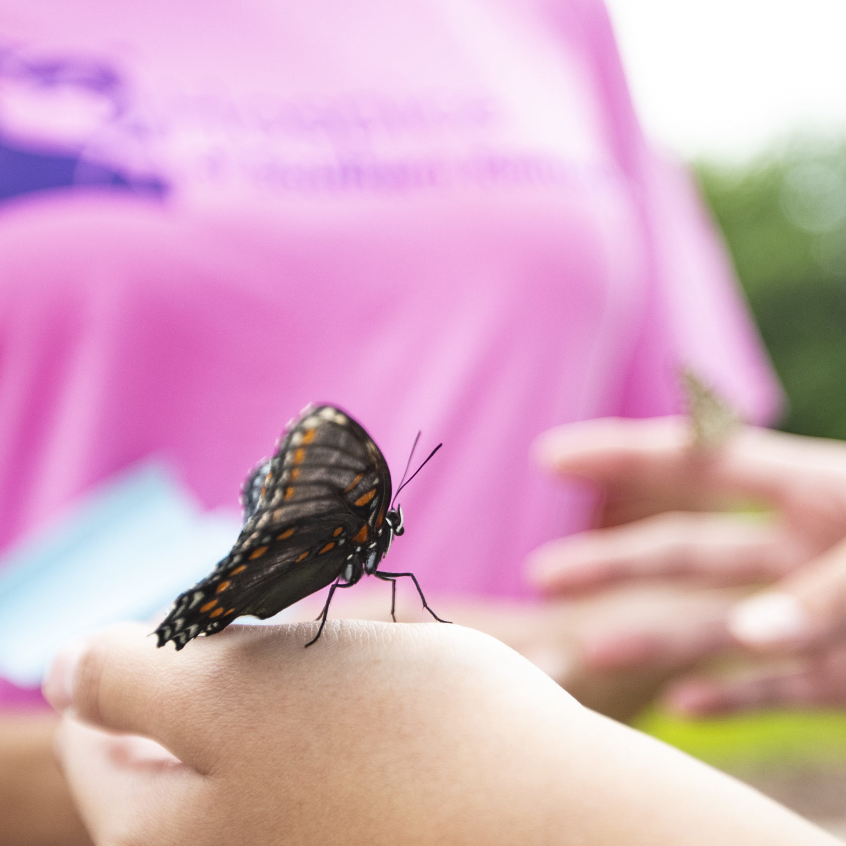 Memorial Butterfly Release Hospice Of Southern Kentucky   Hospice 019 Scaled 1709x1709 